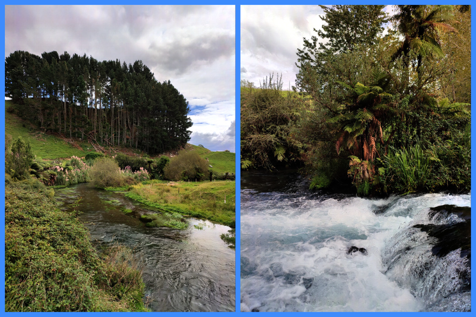 stezka Te Waihou Walkway