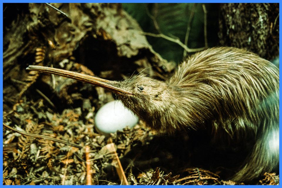 Ōhope Scenic Reserve – kiwi