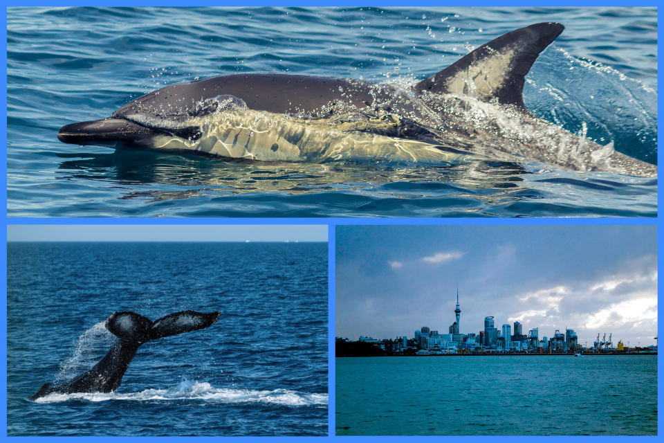 Hauraki Gulf Marine Park – Auckland, Nový Zéland