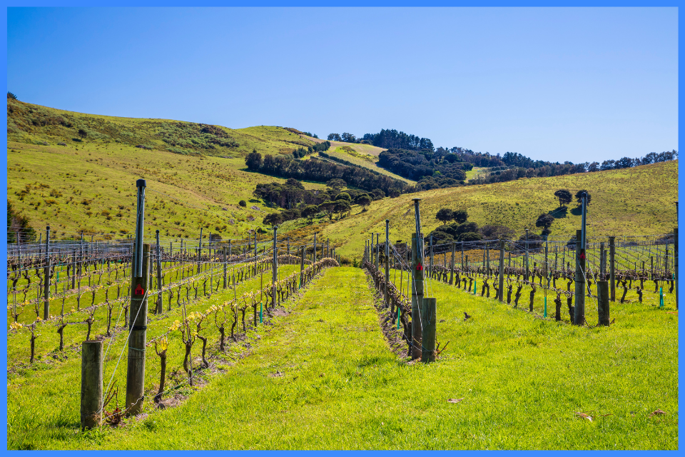 Vinice na Waiheke Island – Nový Zéland